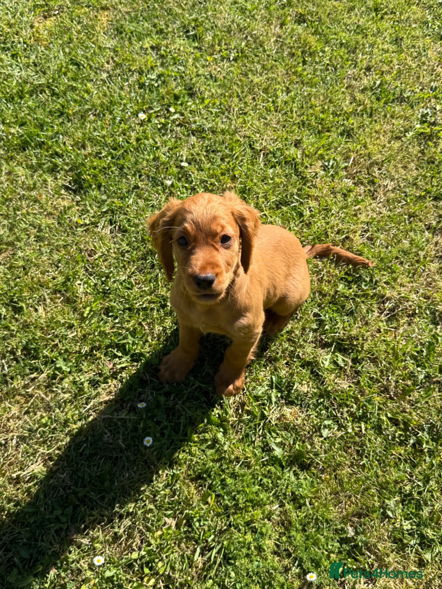 Cocker Spaniel dogs for sale: Beautiful cocker spaniel puppies *3 left* - Advert 6