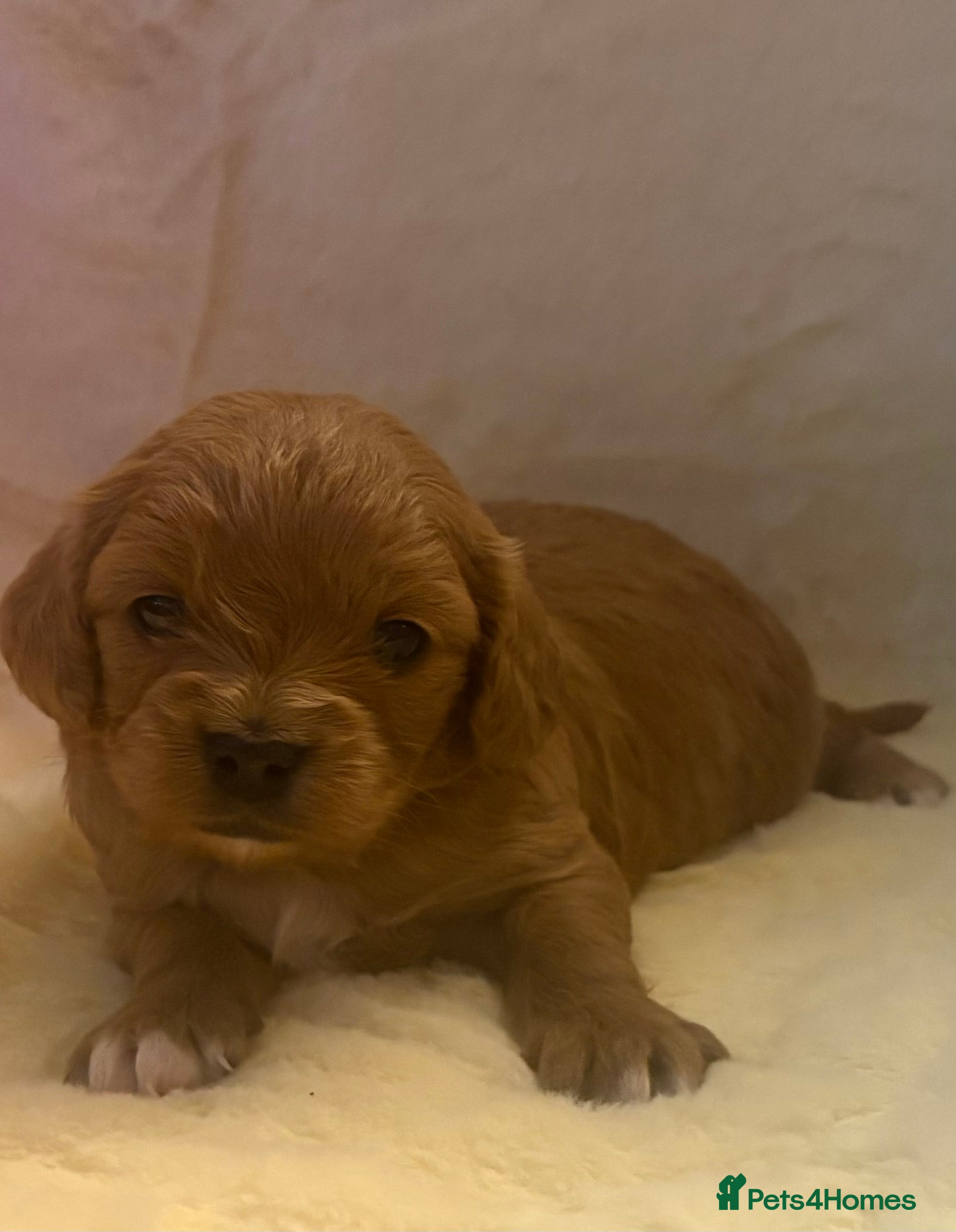 Cavapoo dogs F1 Toy Cavapoo Puppy’s! - Advert 2