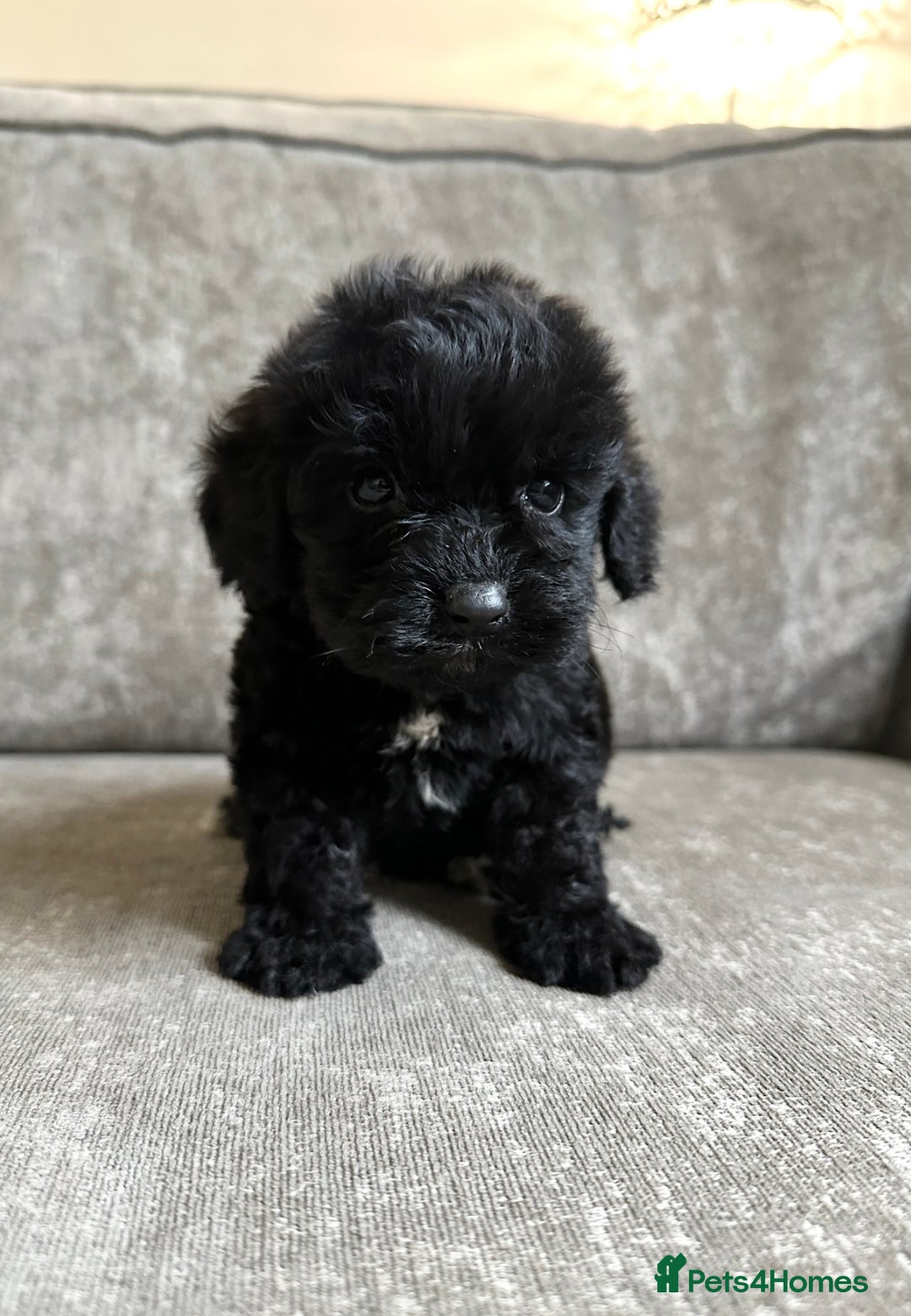 Cockapoo dogs for sale: Cockapoos looking for forever homes - Advert 21