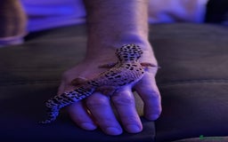 Leopard Gecko reptiles for sale: Leopard gecko with full enclosure  - Advert 12