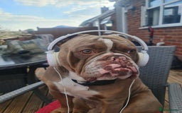 Olde English Bulldogge dogs for sale: Old English bulldog puppies - Image 33