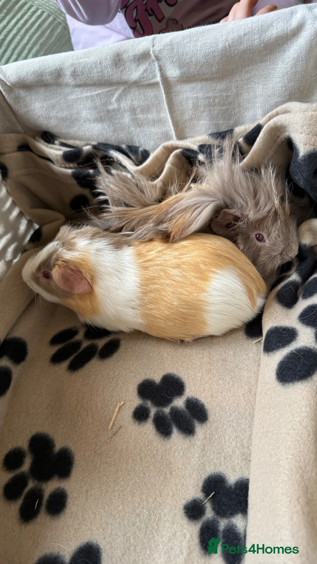Guinea Pig rodents for sale: Two bonded brothers guinea pig babies  - Advert 2