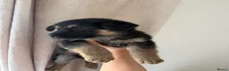 German Shepherd dogs for sale: German Shepherd Puppies - Advert 24