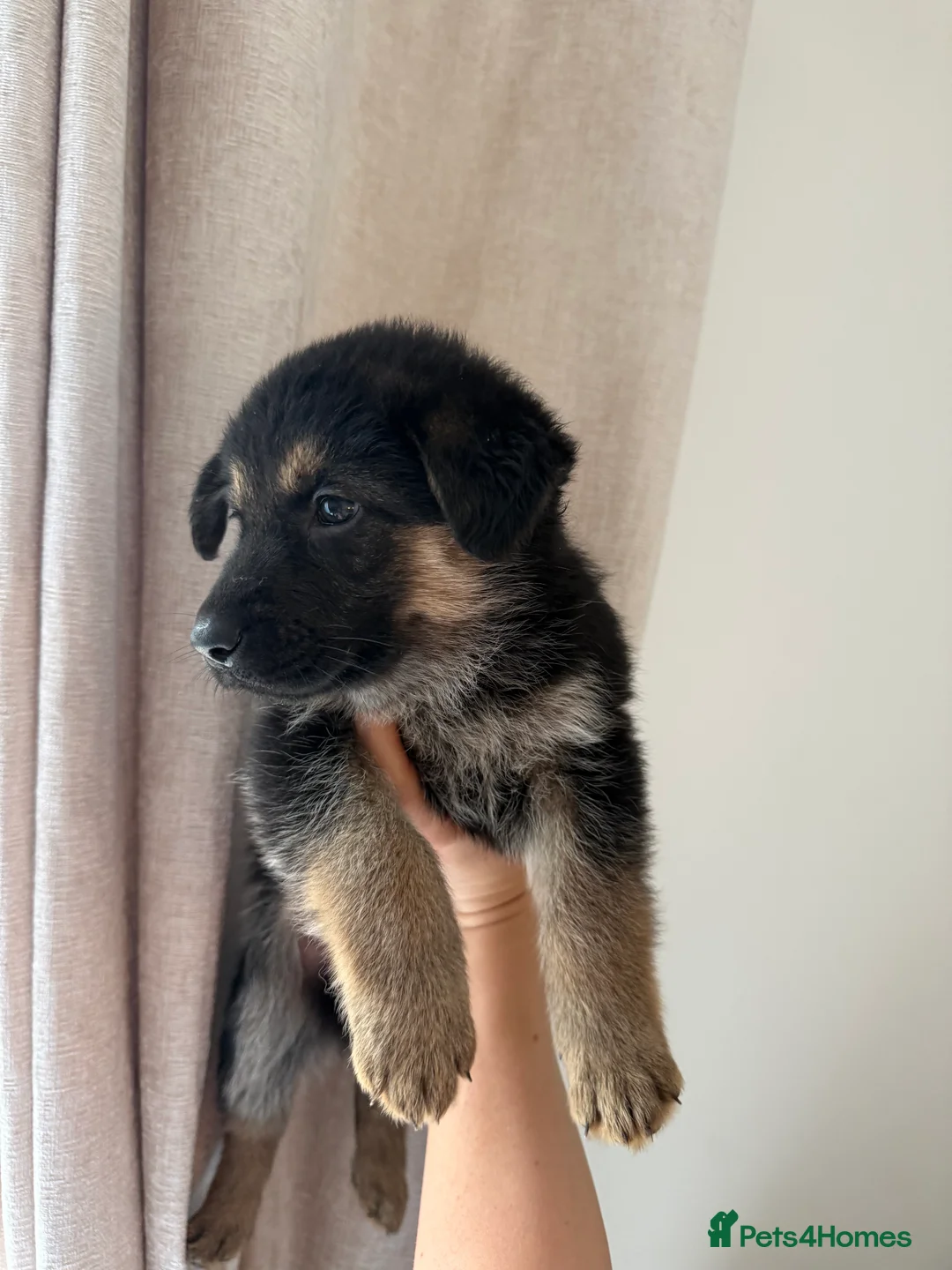 German Shepherd dogs for sale: German Shepherd Puppies - Advert 24
