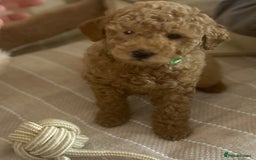 Maltipoo dogs for sale: Quality Maltipo’s wanting forever homes  - Image 9