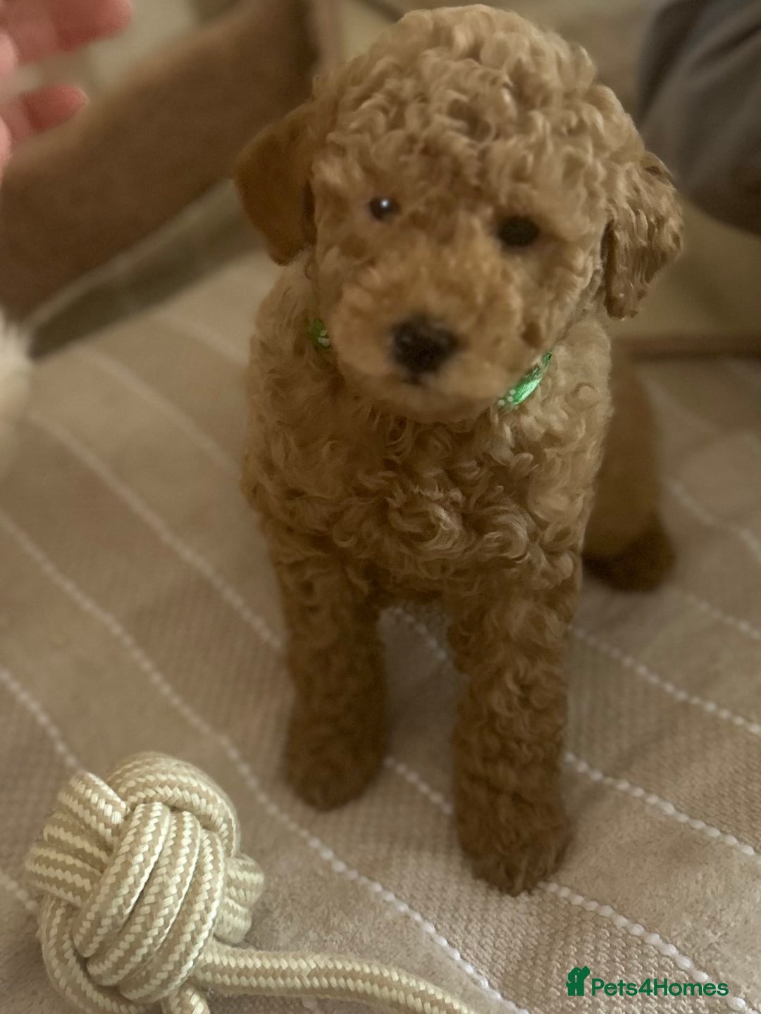 Maltipoo dogs for sale: Quality Maltipo’s wanting forever homes  - Image 9