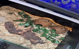 Corn Snake reptiles for sale: Albino Corn Snake with set up unsexed 1 year old  - Image 5