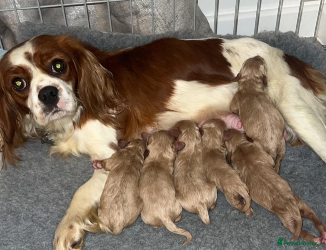 Cavapoo dogs for sale: Miniature F1 cavapoo  - Image 10