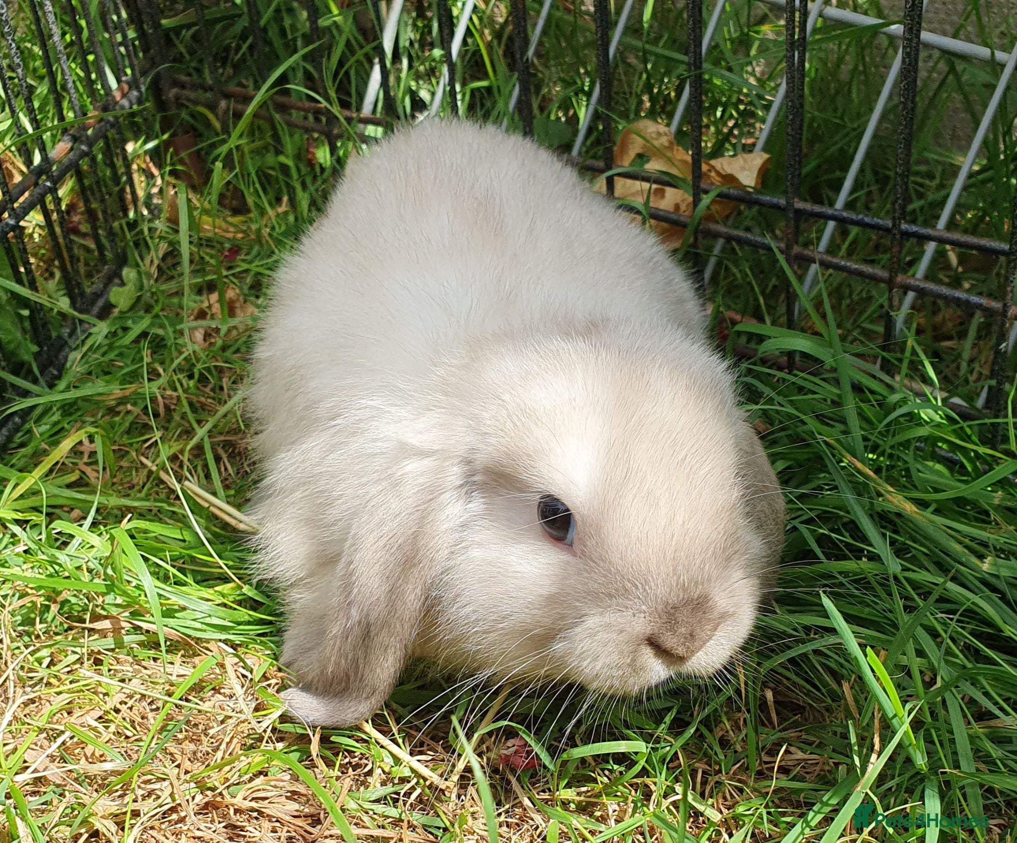 Mini Lop rabbits Friendly vaccinated baby mini lop boys - Advert 1