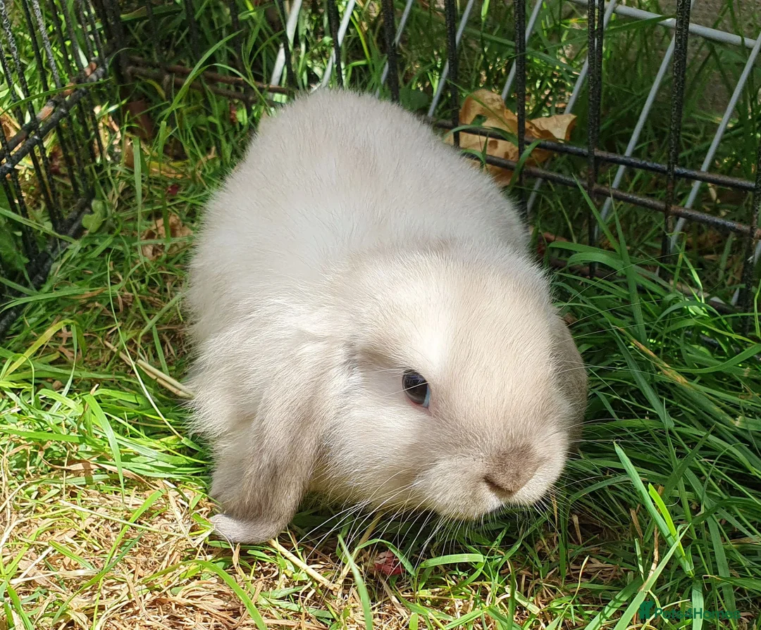 Mini Lop rabbits for sale: Friendly baby mini lops  Vaccinated RHD2 - Advert 14