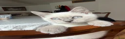 British Shorthair cats for sale: sweet gentle British Shorthair silky coat Kittens - Advert 21