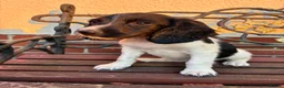 English Springer Spaniel dogs for sale: Beautiful springer spaniel puppies  - Advert 4
