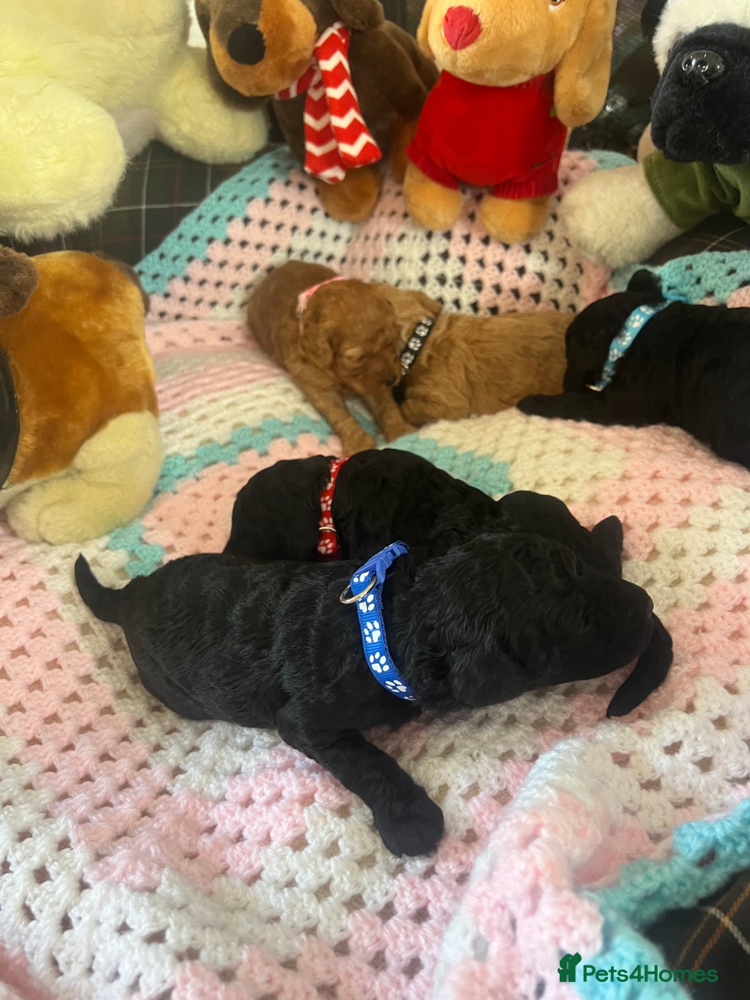 Poodle dogs for sale: Miniature toy poodles for sale - Advert 6