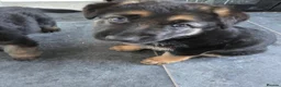 German Shepherd dogs for sale: German Shepherd pups - Advert 11