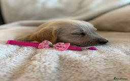 Golden Retriever dogs for sale: Golden retriever puppies ready to go  NOW 🐶🐾🦴  - Image 6