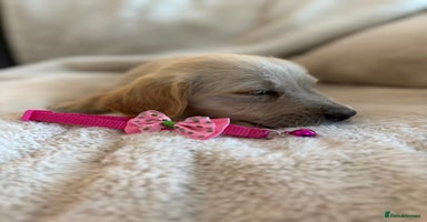 Golden Retriever dogs - Advert 3