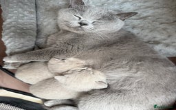 British Shorthair cats for sale: 2 female British blue shorthair  - Image 8