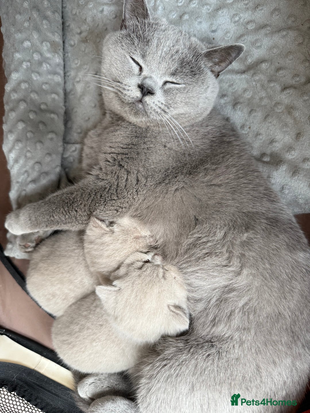 British Shorthair cats for sale: 2 female British blue shorthair  - Image 8