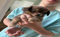 Chihuahua dogs for sale: Two boy chihuahua puppies  - Image 7