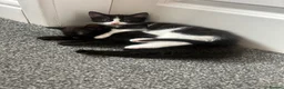 Mixed Breed cats for sale: weaverham  - Advert 2