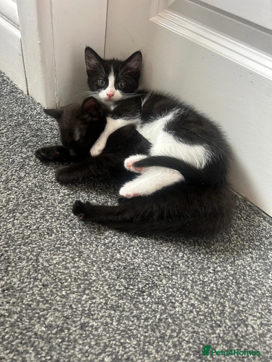 Mixed Breed cats for sale: weaverham  - Advert 2