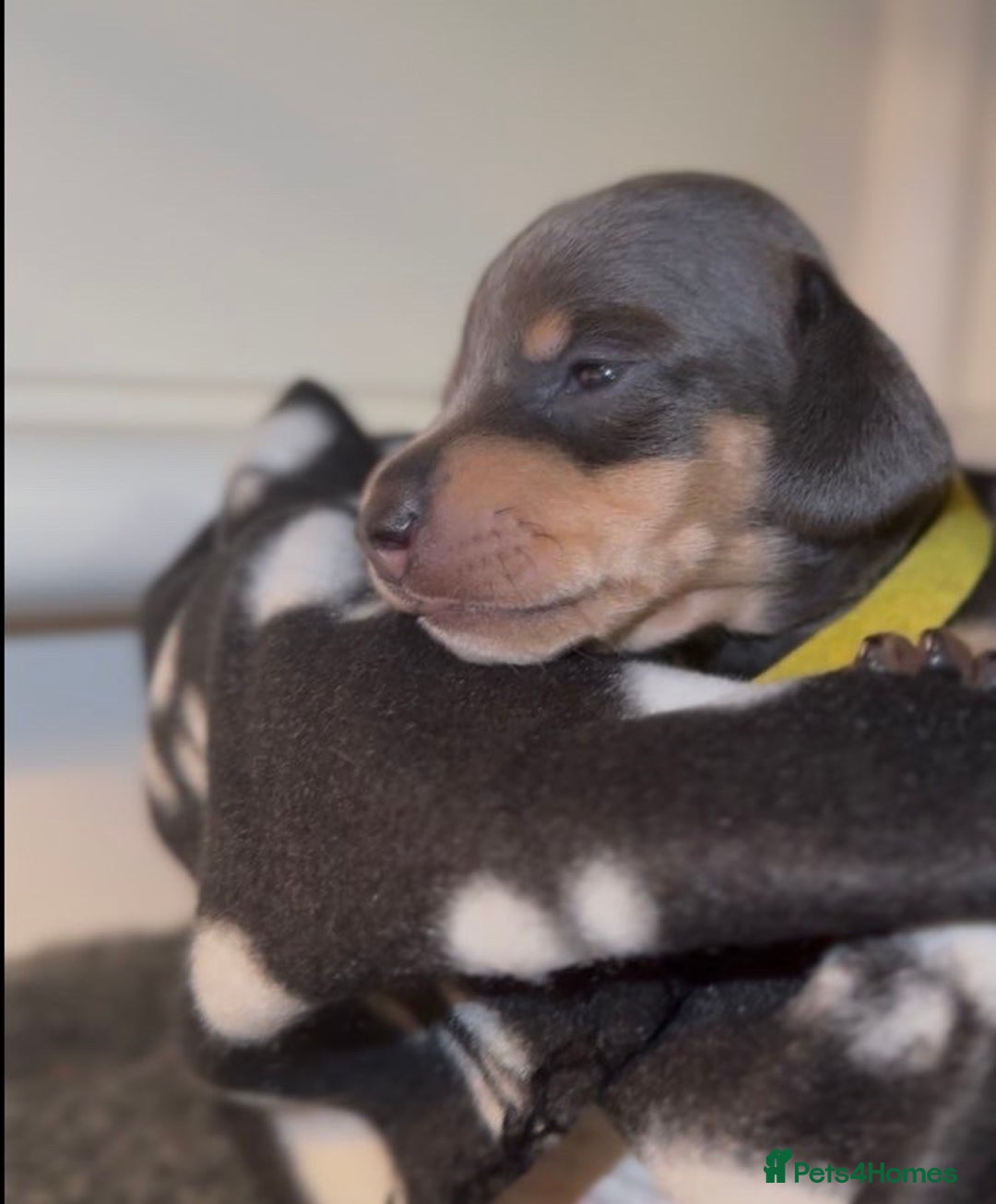 Miniature Dachshund dogs for sale: Blue & Tan Miniature Dachshund  - Advert 9