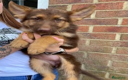 German Shepherd dogs for sale: Liver and tan German shepherds - Image 6