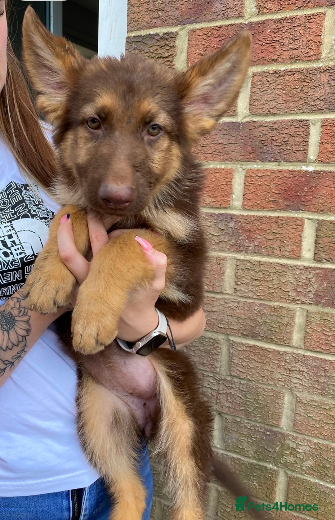German Shepherd dogs for sale: Liver and tan German shepherds - Image 6