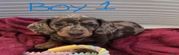 Miniature Dachshund dogs for sale: KC registered Mini Dachshund - Advert 16