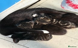 Mixed Breed cats for sale: 4 beautiful black and tabby kittens - Image 5