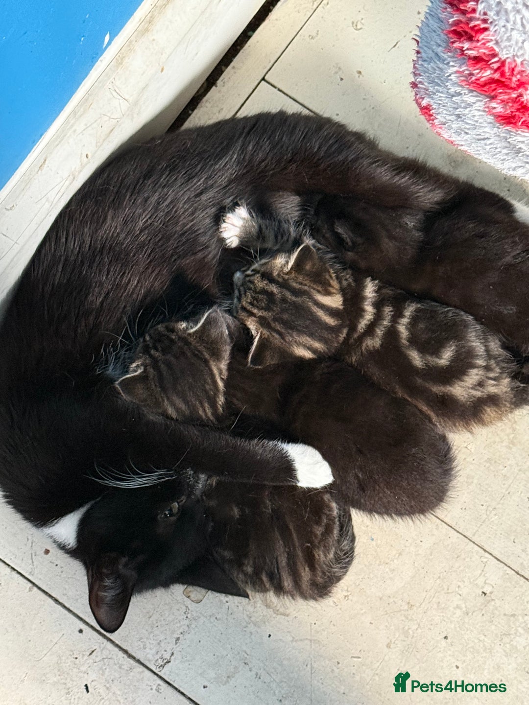 Mixed Breed cats for sale: 4 beautiful black and tabby kittens - Image 5