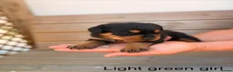Rottweiler dogs for sale: Outstanding Rottweiler Puppies - Advert 10