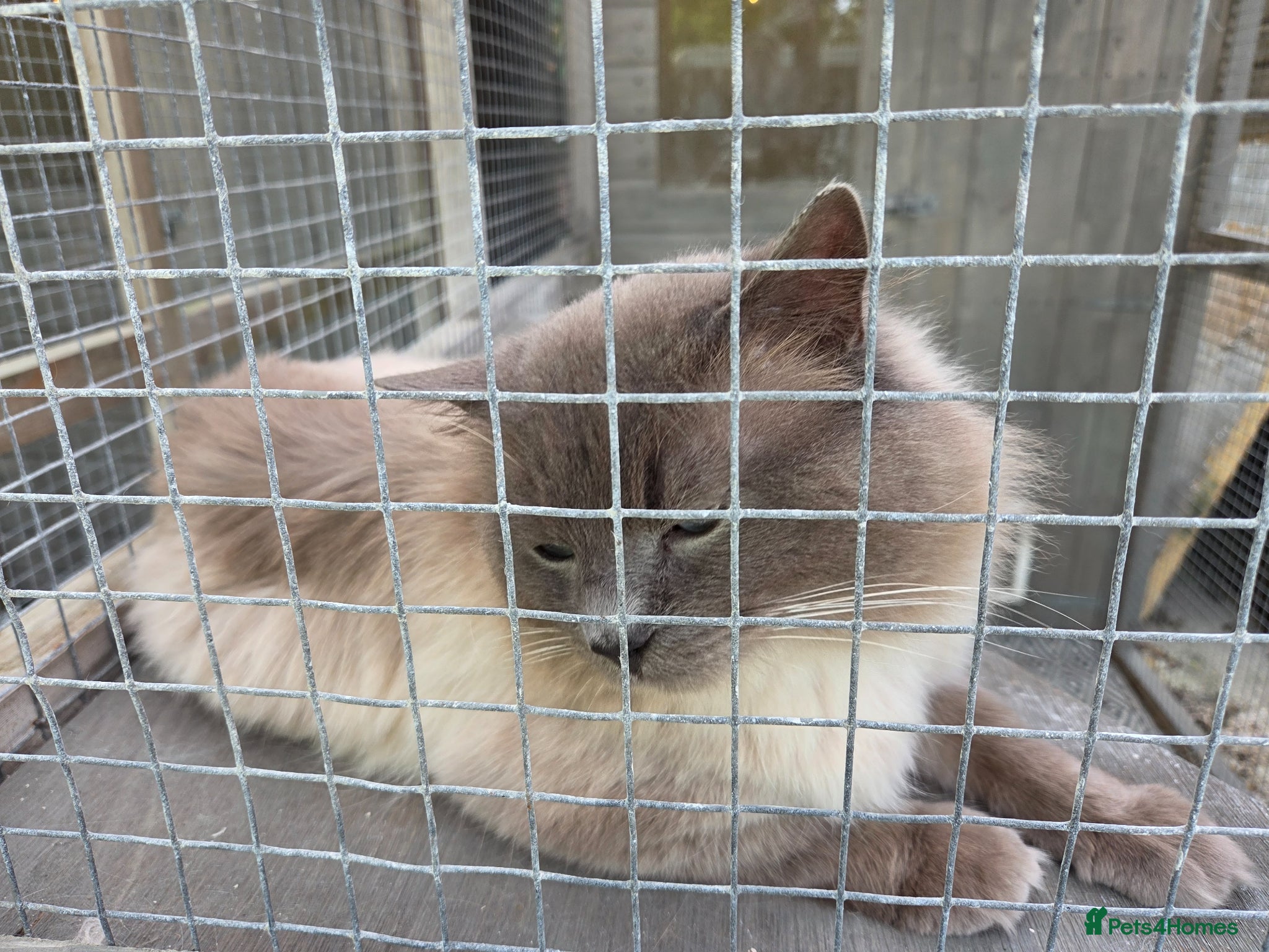 Ragdoll cats Gentle giant Winston Blue point  - Advert 1