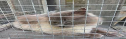 Ragdoll cats for sale: Gentle giant Winston Blue point  - Advert 1