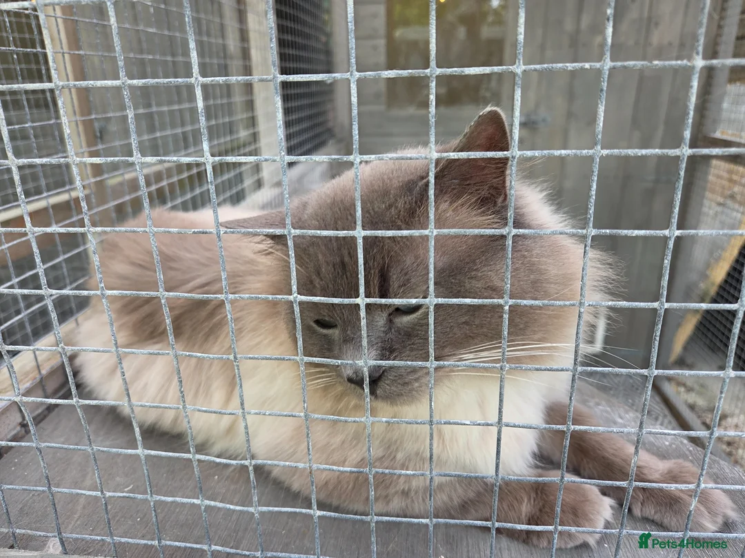 Ragdoll cats for sale: Gentle giant Winston Blue point  - Advert 1