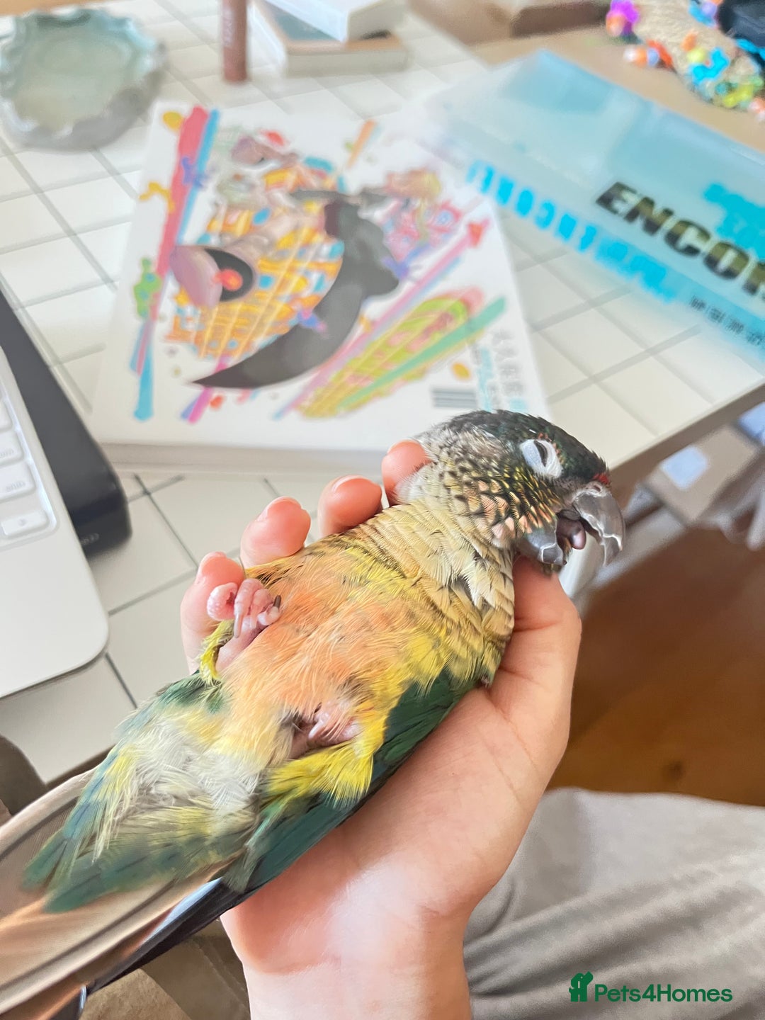 Conures birds for sale: Extremely clingy Green cheek conure - Image 3