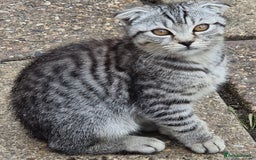 Mixed Breed cats for sale: Kittens - Image 3