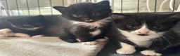 Mixed Breed cats for sale: 4 adorable Toxedo kittens! - Advert 8