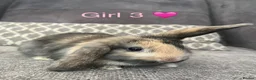 Mini Lop rabbits for sale: Mini lop bunnies for sale - Advert 4