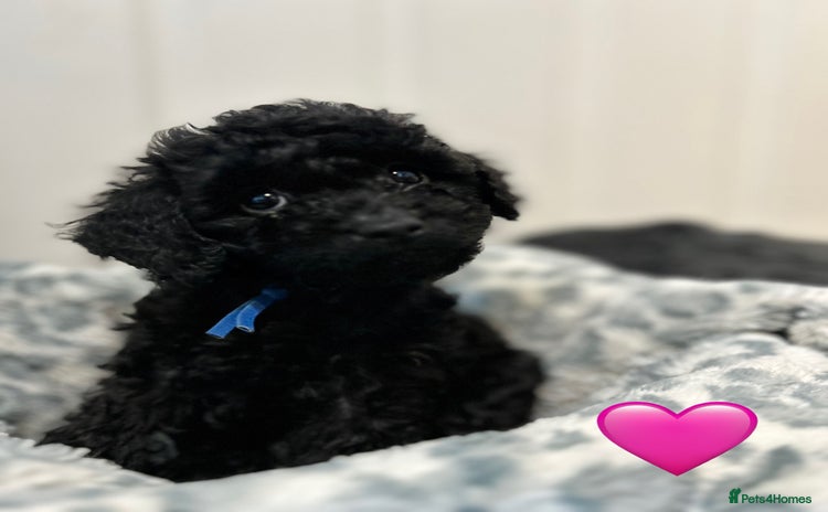 Cockapoo dogs - Advert 15