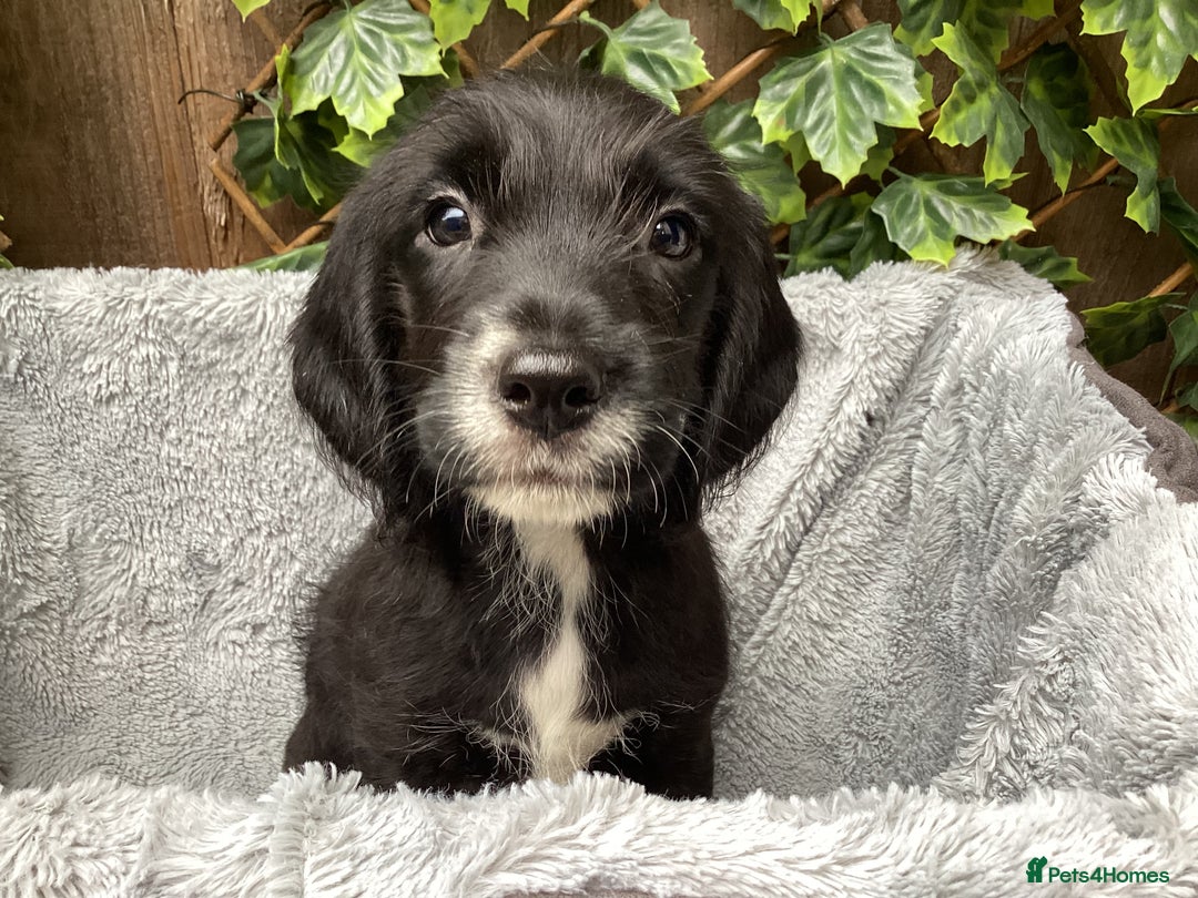 Mixed Breed dogs for sale: Gorgeous mix of Beagle x Sproodle (Springles) - Image 4