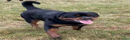 Rottweiler dogs for stud: BEAUTIFUL OLD TYPE BIG BONED ROTTIE! For stud in Mansfield - Advert 21