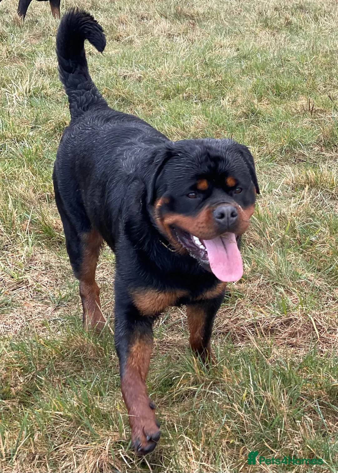 Rottweiler dogs for stud: BEAUTIFUL OLD TYPE BIG BONED ROTTIE! For stud in Mansfield - Advert 21