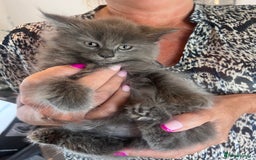 Maine Coon cats for sale: Beautiful Mainecoon kittens - Image 14