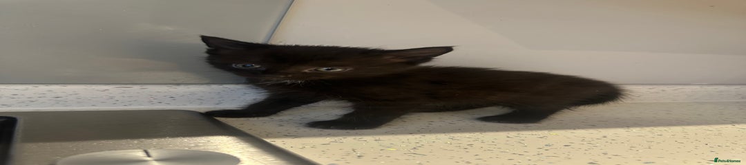 Domestic Shorthair Kitten 1