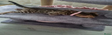 Bengal 4