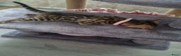 Bengal cats for sale: Bengal Kitten in Weston-super-Mare - Advert 11