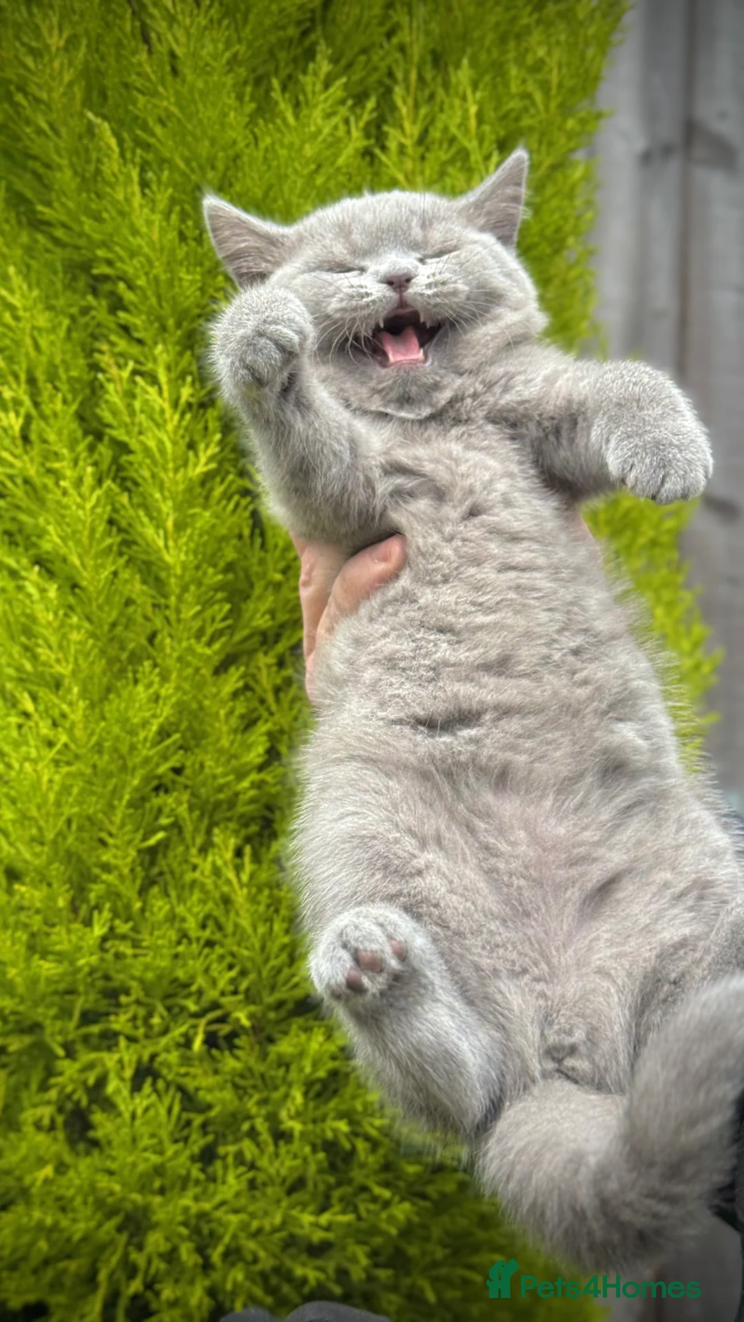British Shorthair cats for sale: Adorable British Shorthair Blue and Lilic kittens - Advert 26