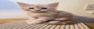 Yellow boy 