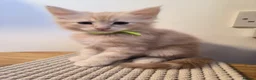 Maine Coon cats for sale: Maine coon MIX kittens  - Advert 3